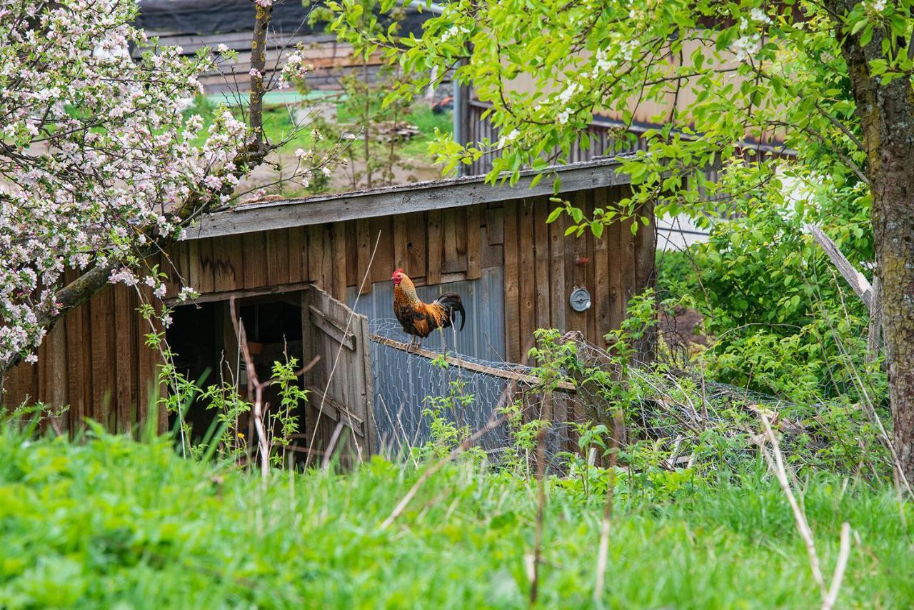 Gut Tausendbachl Apartamento Regen Exterior foto